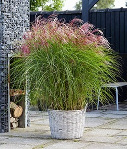 undefined, Miscanthus ´Red Cloud®´ (1 Pflanze), Miscanthus 'Red Cloud®'