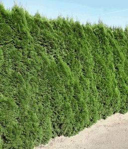 undefined, Lebensbaum-Hecke ´Smaragd´ 40-60cm hoch (1 Pflanze), Lebensbaum-Hecke 'Smaragd' 40-60cm hoch