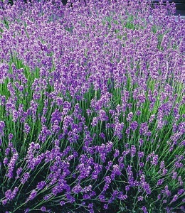 undefined, Blauer Duft-Lavendel 'Provence', Blauer Duft-Lavendel 'Provence'