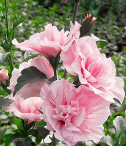 undefined, Gefüllter Hibiskus ´Chiffon®´ pink (1 Pflanze), Gefüllter Hibiskus 'Chiffon®' pink