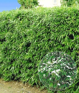 undefined, Winterharte Bambus-Hecke (5 Pflanzen), Winterharte Bambus-Hecke