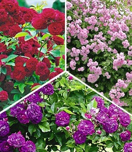 undefined, Rambler-Rosen-Kollektion (3 Pflanzen), Rambler-Rosen-Kollektion