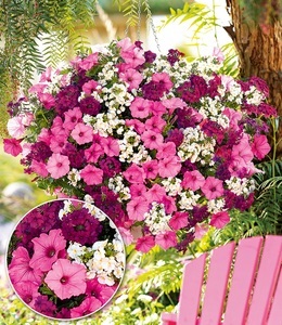 undefined, Sommerblumen-Set 'Bubblegum®-Mix', Sommerblumen-Set 'Bubblegum®-Mix'