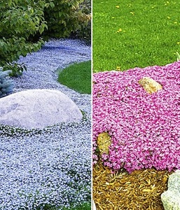 undefined, Bodendecker-Kollektion pink und blau (6 Pflanzen), Bodendecker-Kollektion pink und blau