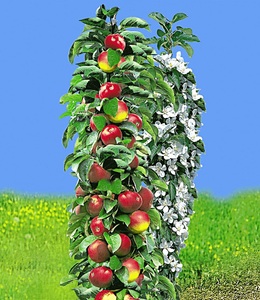 undefined, Säulen-Apfel ´Red River®´ (1 Pflanze), Säulen-Apfel 'Acrobat®'