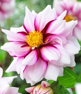 undefined, Dahlie 'Edge of Joy', Dahlie 'Edge of Joy'
