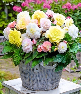 undefined, Begonien-Mix 'Lemon Blossom', 