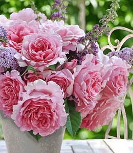 undefined, Kletter-Rose ´Bienvenue®´ (1 Pflanze), Kletter-Rose 'Bienvenue®'