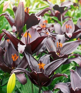 undefined, Schwarze Lilie 'Blacklist', Schwarze Lilie 'Blacklist'