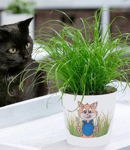 undefined, Katzengras (1 Pflanze), 