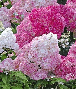 undefined, Freiland-Hortensie ´Vanille Fraise®´ im 2-Liter Topf (1 Pflanze), Freiland-Hortensie 'Vanille Fraise®' im 2-Liter Topf