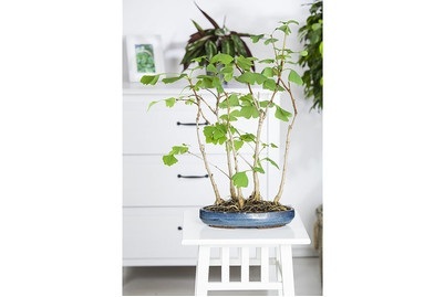 Weitere, Bonsai mix Ø35cm, Qualité & Prix Zimmerbonsai | ? 35 cm