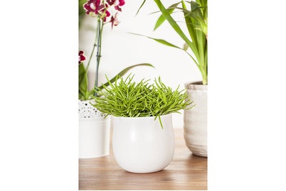 Weitere, Smit Senecio Himalaya Ø10,5cm, Qualité & Prix Greiskraut Senecio barbertonicus Himalaya | ? 10.5 cm