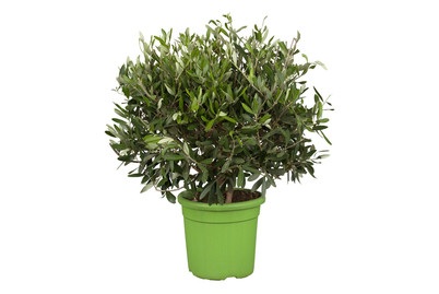 Weitere, Olivenbaum(Olea europaea), Topfgrösse Ø18cm, Olivenbaum Olea europaea | ? 18 cm
