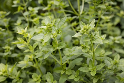 Naturaplan, Buschbasilikum (Ocimum basilicum var. minimum), Topfgrösse Ø13cm, Naturaplan Buschbasilikum | ? 13 cm