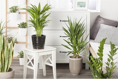 Weitere, Grünpfl. verzweigt mix 80-120cm Ø24cm, 