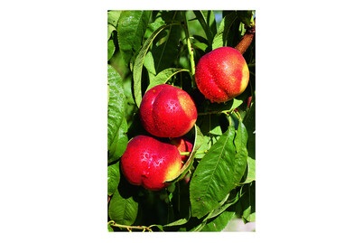 Säulennektarine 'Fantasia' (Prunus persica var. nucipersica 'Fantasia'), Topfgrösse Ø22cm