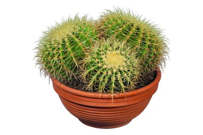 Weitere, Echinocactus grusonii Ø30cm, 