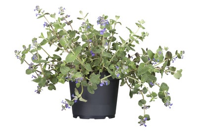 Weitere, Katzenminze (Nepeta x faassenii), Topfgrösse Ø13cm, 