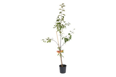 NoName, Apfel Mix C12, 
