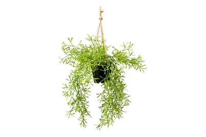 Rhipsalis Haengend Topf 40X9.5X9.5Cm