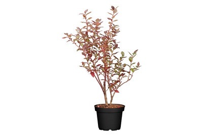 Weitere, Amerikanische Heidelbeere (Vaccinium corymbosum), Topfgrösse Ø 19cm, 