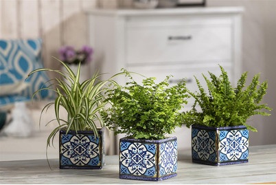 Weitere, Grünpfl. klein mix Busch 10-25cm Ø9cm, Qualité & Prix Mini-Grünpflanze im Topf | ? 9 cm