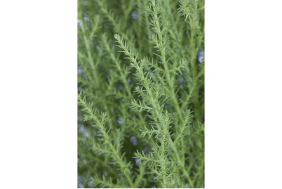 Weitere, Cupressus Pyramide Ø14cm, Monterey-Zypresse | Ø 14 cm