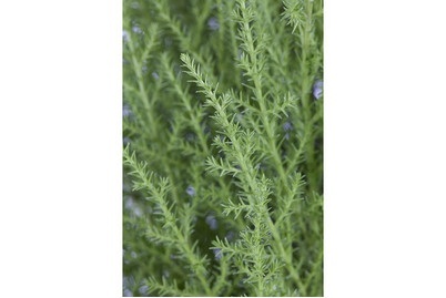 Weitere, Cupressus Pyramide Ø14cm, Monterey-Zypresse | Ø 14 cm
