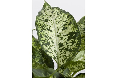 Weitere, Dieffenbachia mix Ø17cm, Qualité & Prix Dieffenbachia im Topf | ? 17 cm | 50 cm