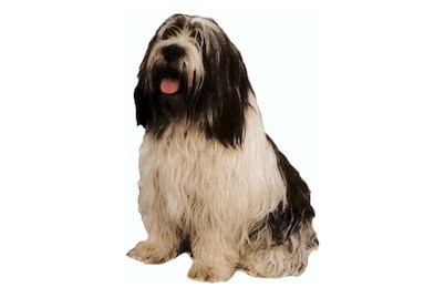 Weitere, Hund, Sticker Hund