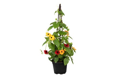 Weitere, Schwarzäugige Susanne, Pyramide(Thunbergia alata, Pyramide), Topfgrösse Ø19cm, 