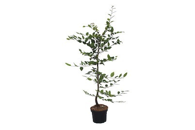 Weitere, Carpinus betulus 70-80cm, Hainbuche - Carpinus betulus 70-80cm inklusive Topf