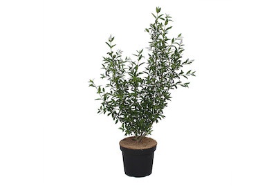 Weitere, Ligustrum vulgareAtrovirens 80-100cm, gemeiner Liguster - Ligustrum vulgare 'Atrovirens' 80-100cm inklusive Topf