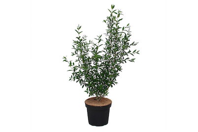 Weitere, Ligustrum vulgareAtrovirens 125-150cm, gemeiner Liguster - Ligustrum vulgare 'Atrovirens' 125-150cm inklusive Topf