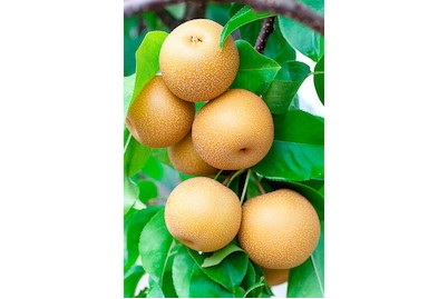 JUMBO, Birne Nashi 'Hosui' (Pyrus pyrifolia 'Hosui'), Topfgrösse Ø31cm
