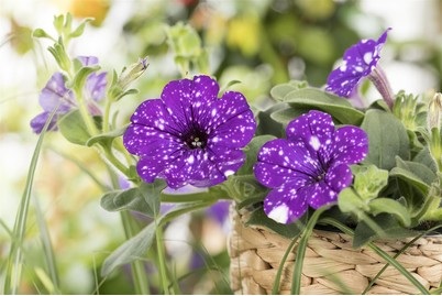 Weitere, Petunie 'NightSky'®(Petunia 'NightSky'®), Topfgrösse Ø14cm, Kölle's Beste Petunie NightSky | ? 14 cm