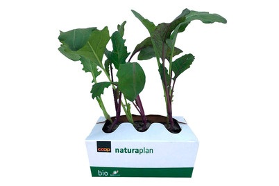Naturaplan, Bio Kabis Mix und Bio Kohlrabi Mix 6er, Naturaplan Kabis und Kohlrabi Mix