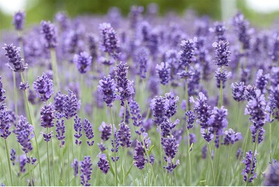 JARDIN ROYAL, Lavendel angustifolia Hidcote | Ø26cm