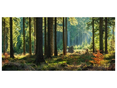 undefined, Herbstwald, Herbstwald
