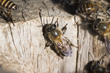 Welt Bienen Tag - Insektenhotel