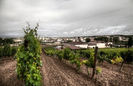 Rotweine aus der Ribera del Duero-Region