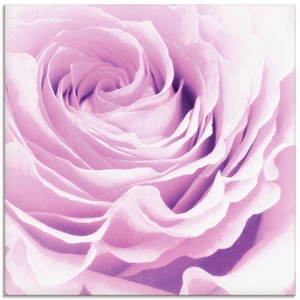 Artland Glasbild »Pastell Rose«