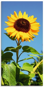 Artland Glasbild »Grosse Sonnenblume«