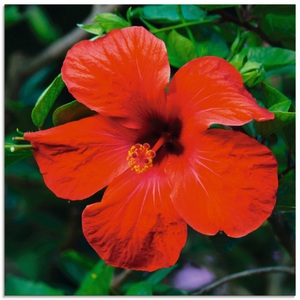 Artland Glasbild »Hawaiiblume«