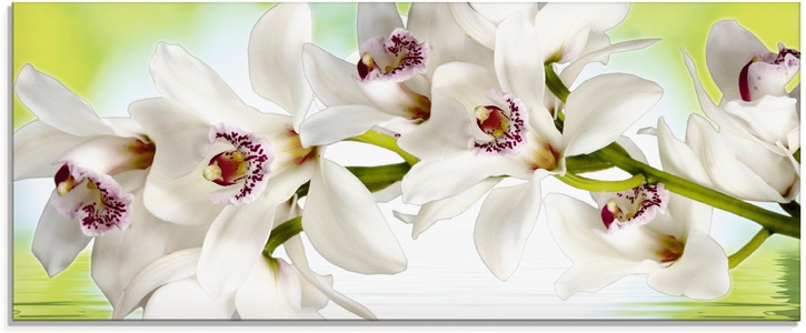 Artland Glasbild »Weisse Orchidee«