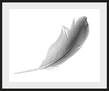 QUEENCE, queence Bild »Madita«, Federn, Federn, gerahmt, queence Bild »Madita«, Federn-Kunst-Schwarz-Weiss, HD Premium Poster-Druck inkl. Holzrahmen