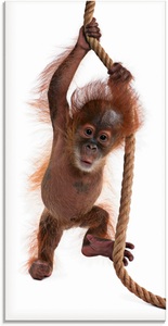 Artland Glasbild »Baby Sumatra Orang Utan hängt am Seil«