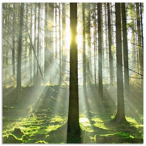 Artland, Artland Küchenrückwand »Wald im Gegenlicht«, Artland Küchenrückwand »Wald im Gegenlicht«, (1 tlg.), Alu Spritzschutz mit Klebeband, einfache Montage