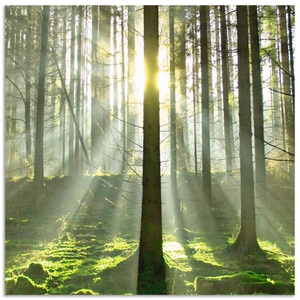 Artland, Artland Küchenrückwand »Wald im Gegenlicht«, Artland Küchenrückwand »Wald im Gegenlicht«, (1 tlg.), Alu Spritzschutz mit Klebeband, einfache Montage